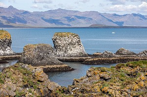 FALAISES DE ROCHES VOLCANIQUES NOIRES, ZONE DE NIDIFICATION DES GOELANDS, PRESQU'ILE VOLCANIQUE DE GRUNDARFJORDUR, PENINSULE DE SNAEFFELSNES DECRITE DANS LE ROMAN DE JULES VERNES, ARNARSTAPI, ISLANDE 