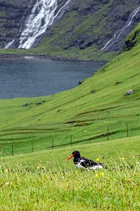 HUITRIER PIE, OISEAU EMBLEMATIQUE DES ILES FEROE, VILLAGE DE SAKSUN, DANEMARK, EUROPE 