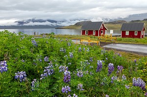 PETITES MAISONS ROUGES DE L'HOTEL DE CHARME FEROABJONUSTAN MJOEYRI AU BORD DU FJORD, ESKIFJORDUR, ISLANDE, EUROPE 