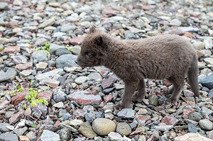 RENARDEAU AVEC SON PELAGE GRIS, JEUNE RENARD POLAIRE ESKIFJORDUR, ISLANDE, EUROPE 