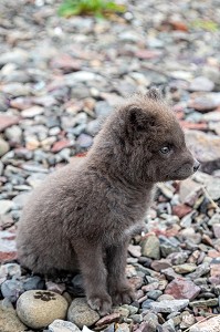 RENARDEAU AVEC SON PELAGE GRIS, JEUNE RENARD POLAIRE ESKIFJORDUR, ISLANDE, EUROPE 