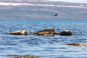 PHOQUES DEVANT L'ILE DE VIGUR, RESERVE ORNITHOLOGIQUE D'OISEAUX MARINS, FJORD ISAFJARDARJUP, ISLANDE, EUROPE 