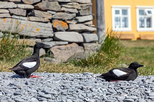 OISEAUX MARINS, ILE DE VIGUR, RESERVE ORNITHOLOGIQUE D'OISEAUX MARINS, FJORD ISAFJARDARJUP, ISLANDE, EUROPE 