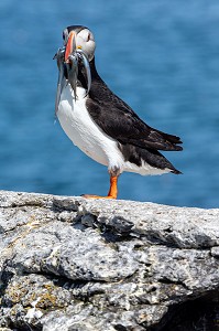 MACAREUX MOINE OU PERROQUET DE MER APRES LA PECHE AVEC DES POISSONS DANS SON BEC, ILE DE VIGUR, RESERVE ORNITHOLOGIQUE D'OISEAUX MARINS, FJORD ISAFJARDARJUP, ISLANDE, EUROPE 