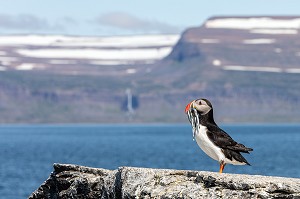 MACAREUX MOINE OU PERROQUET DE MER APRES LA PECHE AVEC DES POISSONS DANS SON BEC, ILE DE VIGUR, RESERVE ORNITHOLOGIQUE D'OISEAUX MARINS, FJORD ISAFJARDARJUP, ISLANDE, EUROPE 