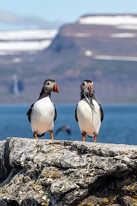 LES MACAREUX MOINE OU PERROQUET DE MER, ILE DE VIGUR, RESERVE ORNITHOLOGIQUE D'OISEAUX MARINS, FJORD ISAFJARDARJUP, ISLANDE, EUROPE 