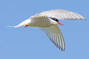 STERNES ARCTIQUES, ILE DE VIGUR, RESERVE ORNITHOLOGIQUE D'OISEAUX MARINS, FJORD ISAFJARDARJUP, ISLANDE, EUROPE 