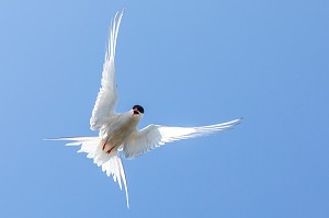 STERNES ARCTIQUES, ILE DE VIGUR, RESERVE ORNITHOLOGIQUE D'OISEAUX MARINS, FJORD ISAFJARDARJUP, ISLANDE, EUROPE 