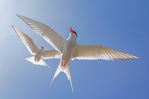 STERNES ARCTIQUES, ILE DE VIGUR, RESERVE ORNITHOLOGIQUE D'OISEAUX MARINS, FJORD ISAFJARDARJUP, ISLANDE, EUROPE 