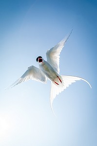 STERNES ARCTIQUES, ILE DE VIGUR, RESERVE ORNITHOLOGIQUE D'OISEAUX MARINS, FJORD ISAFJARDARJUP, ISLANDE, EUROPE 