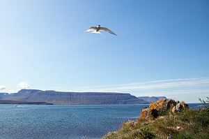 STERNES ARCTIQUES, ILE DE VIGUR, RESERVE ORNITHOLOGIQUE D'OISEAUX MARINS, FJORD ISAFJARDARJUP, ISLANDE, EUROPE 