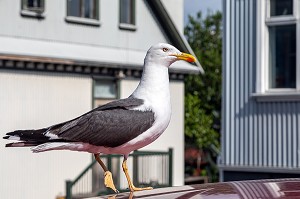 GOELANDS DUR LE TOIT D'UNE VOITURE, CENTRE-VILLE DE REYKJAVIK, ISLANDE, EUROPE 