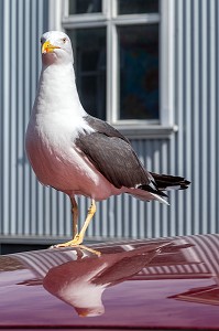 GOELANDS DUR LE TOIT D'UNE VOITURE, CENTRE-VILLE DE REYKJAVIK, ISLANDE, EUROPE 