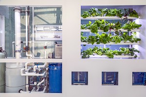 DEMONSTRATION D'AQUAPONIE, CULTURE QUI ALLIE LES PLANTES A L'ELEVAGE DE POISSONS, LE NOUVEAU GRAND MARCHE, BOULEVARD WILFRID HAMEL, QUEBEC, CANADA 