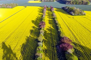 ALLEE D'ARBRES AU MILIEU DES CHAMPS DE COLZA, VUE AERIENNE DE LA VILLE DE RUGLES, EURE, NORMANDIE, FRANCE 