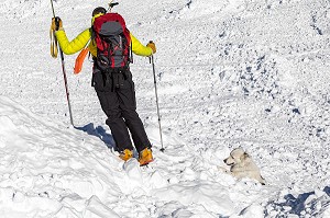 BORDER COLLIE A LA FIXATION GRATTAGE, REPORTAGE SUR LES MAITRES-CHIENS D'AVALANCHE, FORMATION ORGANISEE PAR L'ANENA AVEC L'AGREMENT DE LA SECURITE CIVILE, LES-DEUX-ALPES (38), FRANCE 