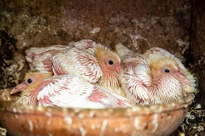 ELEVAGE DE PIGEON BLANCS PRES DE MARANS, (85) VENDEE, FRANCE 