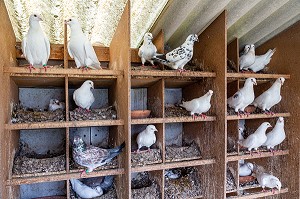 ELEVAGE DE PIGEON BLANCS PRES DE MARANS, (85) VENDEE, FRANCE 