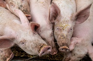 ELEVAGE DE COCHONS BIO EN PLEIN AIR, FERME BIO DES LYRE, LA VIEILLE-LYRE, FRANCE 