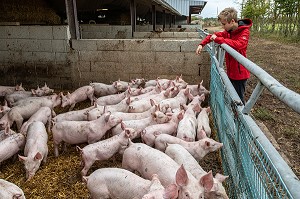ELEVAGE DE COCHONS BIO EN PLEIN AIR, FERME BIO DES LYRE, LA VIEILLE-LYRE, FRANCE 