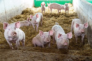 ELEVAGE DE COCHONS BIO EN PLEIN AIR, FERME BIO DES LYRE, LA VIEILLE-LYRE, FRANCE 
