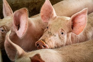 ELEVAGE DE COCHONS BIO EN PLEIN AIR, FERME BIO DES LYRE, LA VIEILLE-LYRE, FRANCE 