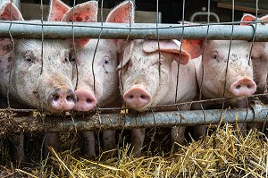 ELEVAGE DE COCHONS BIO EN PLEIN AIR, FERME BIO DES LYRE, LA VIEILLE-LYRE, FRANCE 