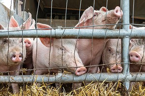 ELEVAGE DE COCHONS BIO EN PLEIN AIR, FERME BIO DES LYRE, LA VIEILLE-LYRE, FRANCE 