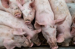ELEVAGE DE COCHONS BIO EN PLEIN AIR, FERME BIO DES LYRE, LA VIEILLE-LYRE, FRANCE 