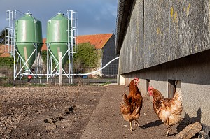 POULAILLER ET SILOS DE GRAIN DE NOURRITURE, ELEVAGE DE POULES PONDEUSES EN PLEIN AIR A LA FERME, SAINT-MARTIN-DE-BRETHENCOURT, YVELINES 