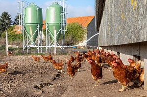 POULAILLER ET SILOS DE GRAIN DE NOURRITURE, ELEVAGE DE POULES PONDEUSES EN PLEIN AIR A LA FERME, SAINT-MARTIN-DE-BRETHENCOURT, YVELINES 