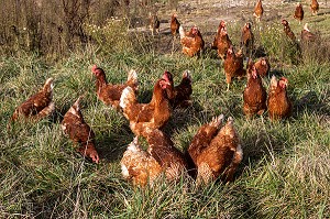 ELEVAGE DE POULES PONDEUSES EN PLEIN AIR A LA FERME, SAINT-MARTIN-DE-BRETHENCOURT, YVELINES 