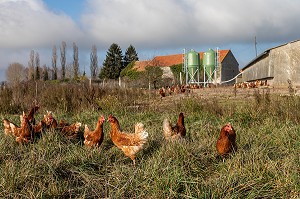 ELEVAGE DE POULES PONDEUSES EN PLEIN AIR A LA FERME, SAINT-MARTIN-DE-BRETHENCOURT, YVELINES 