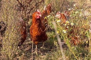 ELEVAGE DE POULES PONDEUSES EN PLEIN AIR A LA FERME, SAINT-MARTIN-DE-BRETHENCOURT, YVELINES 