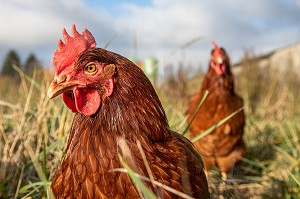 ELEVAGE DE POULES PONDEUSES EN PLEIN AIR A LA FERME, SAINT-MARTIN-DE-BRETHENCOURT, YVELINES 