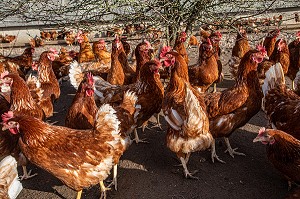 ELEVAGE DE POULES PONDEUSES EN PLEIN AIR A LA FERME, SAINT-MARTIN-DE-BRETHENCOURT, YVELINES 