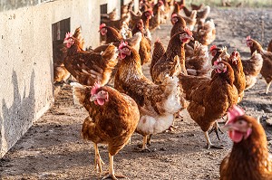 SORTIE DU POULAILLER, ELEVAGE DE POULES PONDEUSES EN PLEIN AIR A LA FERME, SAINT-MARTIN-DE-BRETHENCOURT, YVELINES 