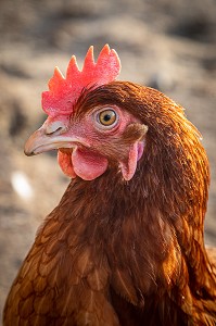 PORTRAIT DE POULES, ELEVAGE DE POULES PONDEUSES EN PLEIN AIR A LA FERME, SAINT-MARTIN-DE-BRETHENCOURT, YVELINES 