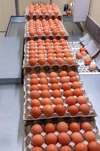 SALLE DE TRIAGE DES OEUFS, ZONE PROPRE ET CONTROLEE, ELEVAGE DE POULES PONDEUSES EN PLEIN AIR A LA FERME, MONSIEUR ET MADAME PATTE-GRANVILLAIN, SAINT-MARTIN-DE-BRETHENCOURT, YVELINES 