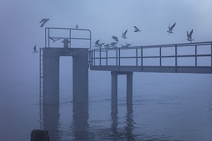 PONTON ET MOUETTES SUR LES BORDS DE LA SEINE DANS LA BRUME MATINALE, LES-ANDELYS, (27) EURE, HAUTE-NORMANDIE, NORMANDIE, FRANCE 