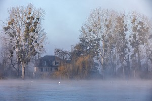 BORDS DE LA SEINE DANS LA BRUME MATINALE, LES-ANDELYS, (27) EURE, HAUTE-NORMANDIE, NORMANDIE, FRANCE 