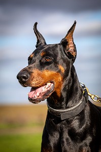CHIEN DE RACE DOBERMAN 