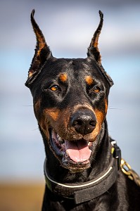 CHIEN DE RACE DOBERMAN 