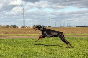 CHIEN DE RACE DOBERMAN 
