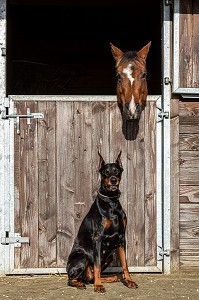 CHIEN DE RACE DOBERMAN A L'ENTREE DU HARAS AVEC LE CHEVAL DANS SON BOX, (28) EURE-ET-LOIR, CENTRE, CENTRE-VAL DE LOIRE, FRANCE 