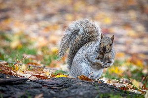 ECUREUIL GRIS DANS LES RUES, PARCS ET JARDINS DE LA VILLE, MONTREAL, QUEBEC, CANADA 