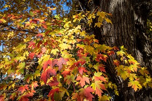 COULEURS D'AUTOMNE DANS LE PARC DU MONT-ROYAL, MONTREAL, QUEBEC, CANADA 