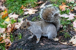 ECUREUIL GRIS DANS LES RUES, PARCS ET JARDINS DE LA VILLE, MONTREAL, QUEBEC, CANADA 