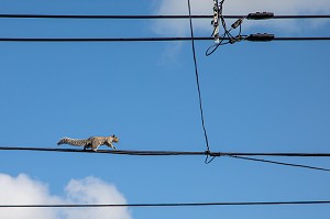 ECUREUIL GRIS SUR LES FILS ELECTRIQUES, VILLE DE MONTREAL, QUEBEC, CANADA 