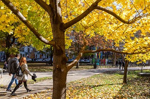 PARC DE L'UNIVERSITE MCGILL AUX COULEURS D'AUTOMNE, RUE SHERBROOKE, MONTREAL, QUEBEC, CANADA 